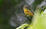 White-shouldered Tanager